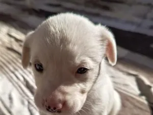 Cachorro raça SRD-ViraLata idade Abaixo de 2 meses nome albino