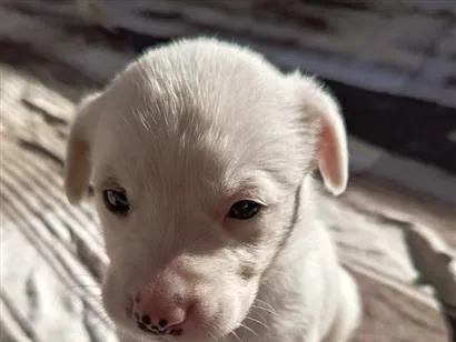 Cachorro raça SRD-ViraLata idade Abaixo de 2 meses nome albino