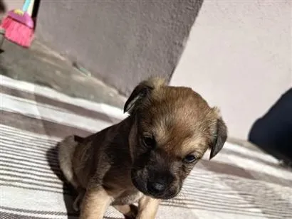 Cachorro raça SRD-ViraLata idade Abaixo de 2 meses nome lua