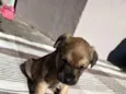 lua