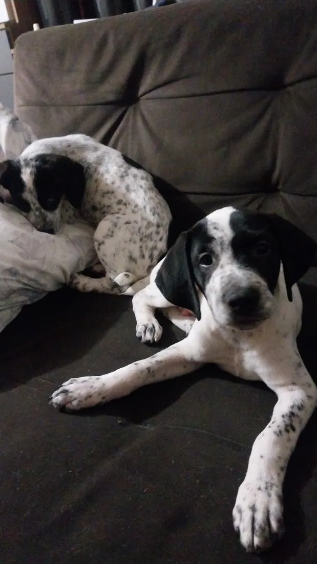 Cachorro raça SRD-ViraLata idade 2 a 6 meses nome Zoe e zultra 