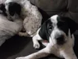 Zoe e zultra 