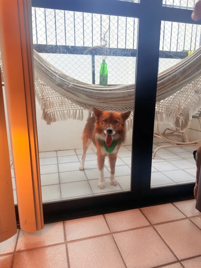 Cachorro raça SRD-ViraLata idade 7 a 11 meses nome Rex