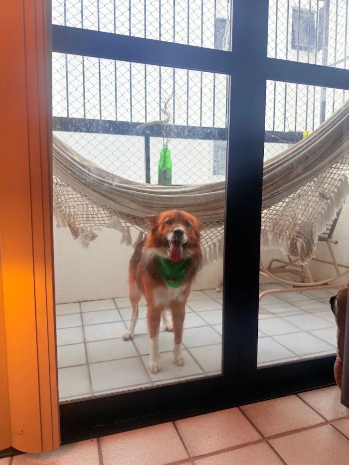 Cachorro raça SRD-ViraLata idade 7 a 11 meses nome Rex