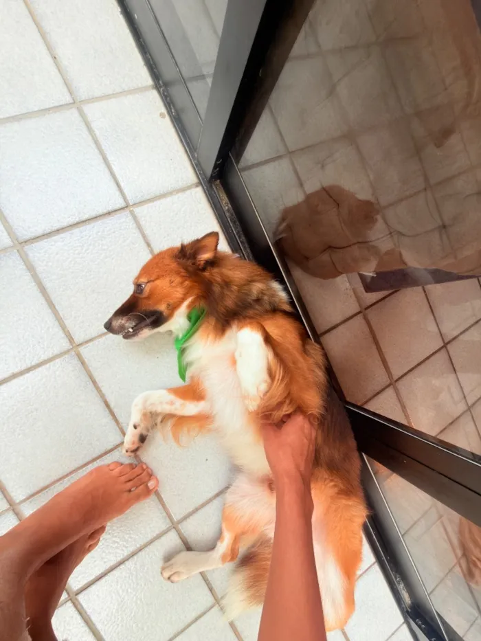 Cachorro raça SRD-ViraLata idade 7 a 11 meses nome Rex