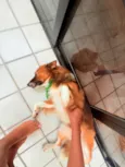 Rex