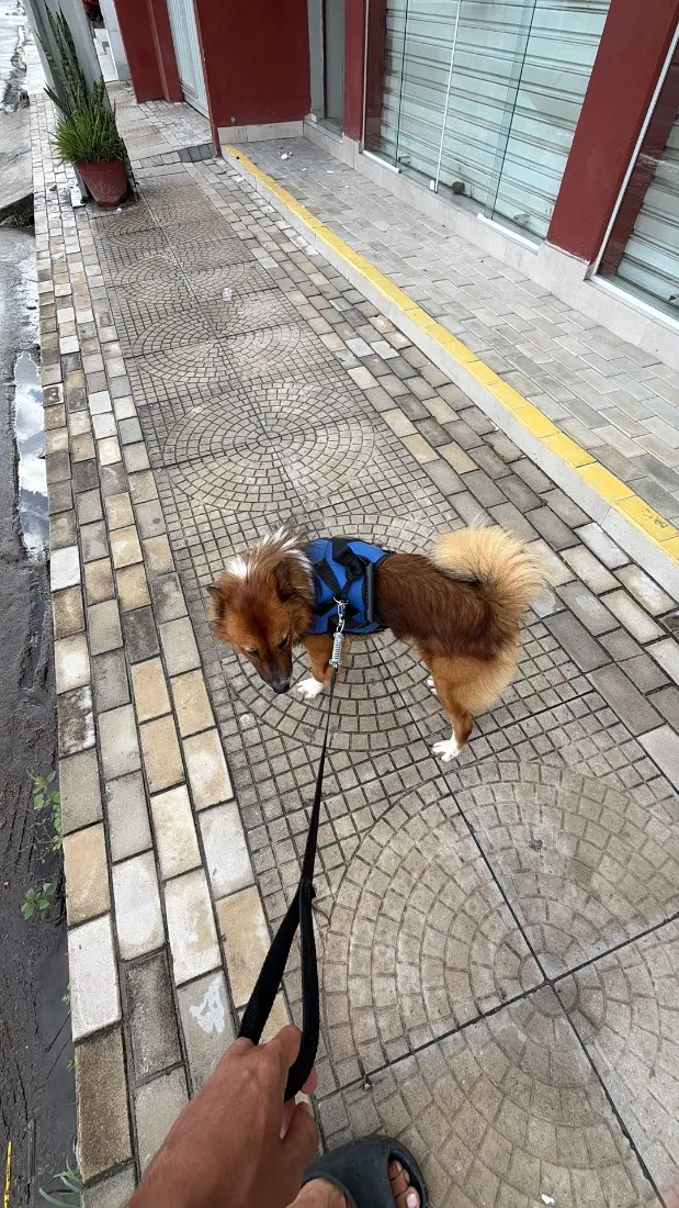Cachorro raça SRD-ViraLata idade 7 a 11 meses nome Rex