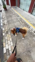 Rex