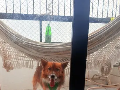 Cachorro raça SRD-ViraLata idade 7 a 11 meses nome Rex