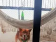 Rex