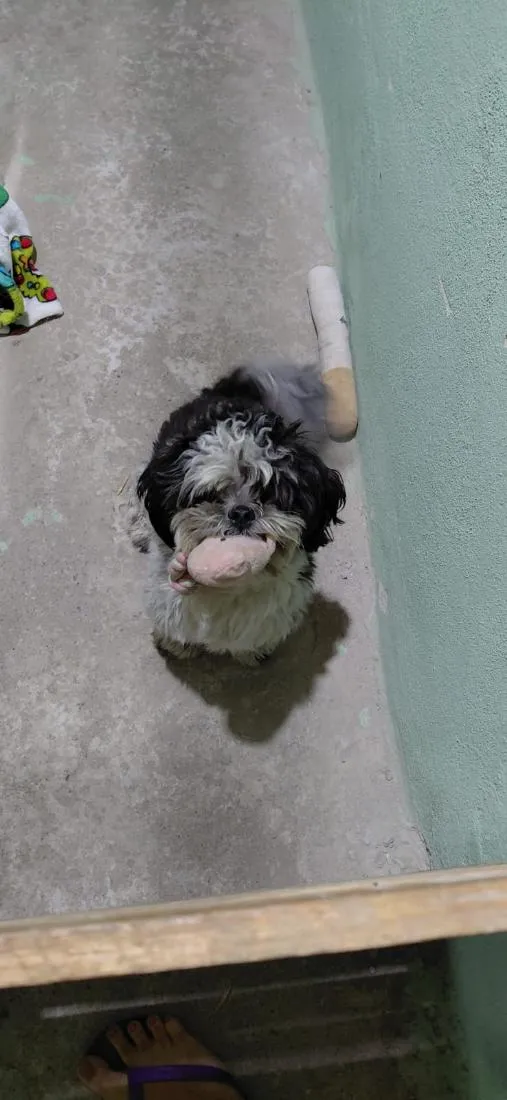 Cachorro raça Shitzu idade 2 anos nome Yoshi