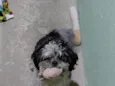 Yoshi