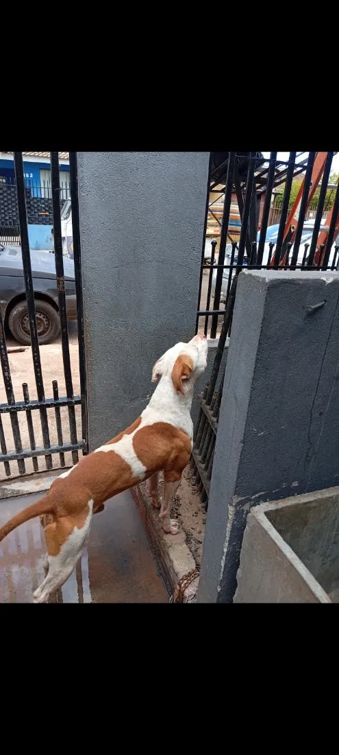 Cachorro raça Pit-Bull idade 1 ano nome Luck