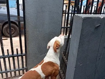 Cachorro raça Pit-Bull idade 1 ano nome Luck