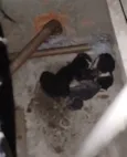 Gatinhos de rua (sem nome)