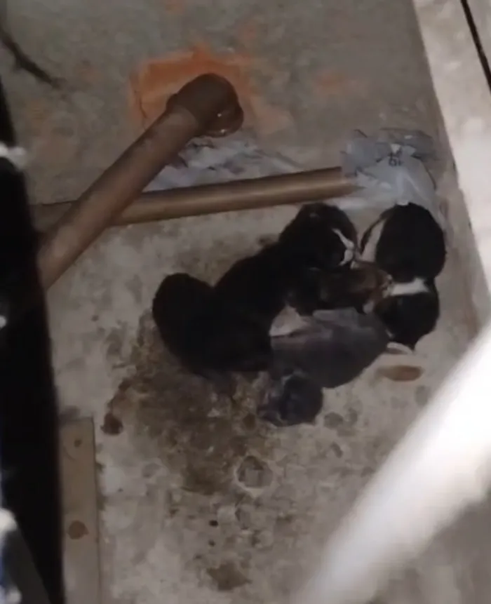 Gato raça SRD-ViraLata idade Abaixo de 2 meses nome Gatinhos de rua (sem nome)