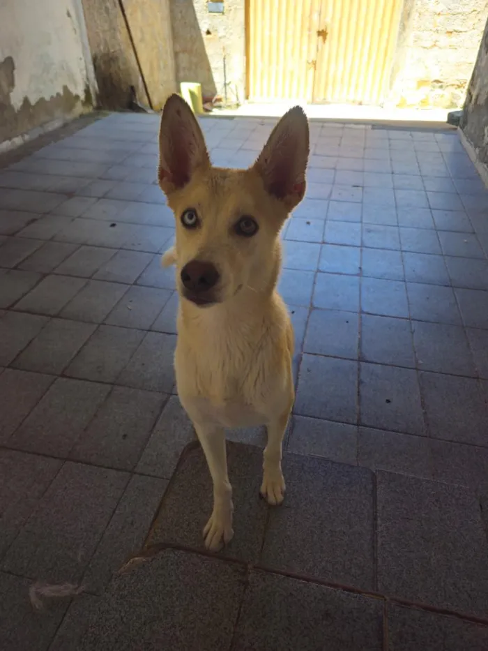 Cachorro raça husky siberiano idade 2 anos nome Pérola
