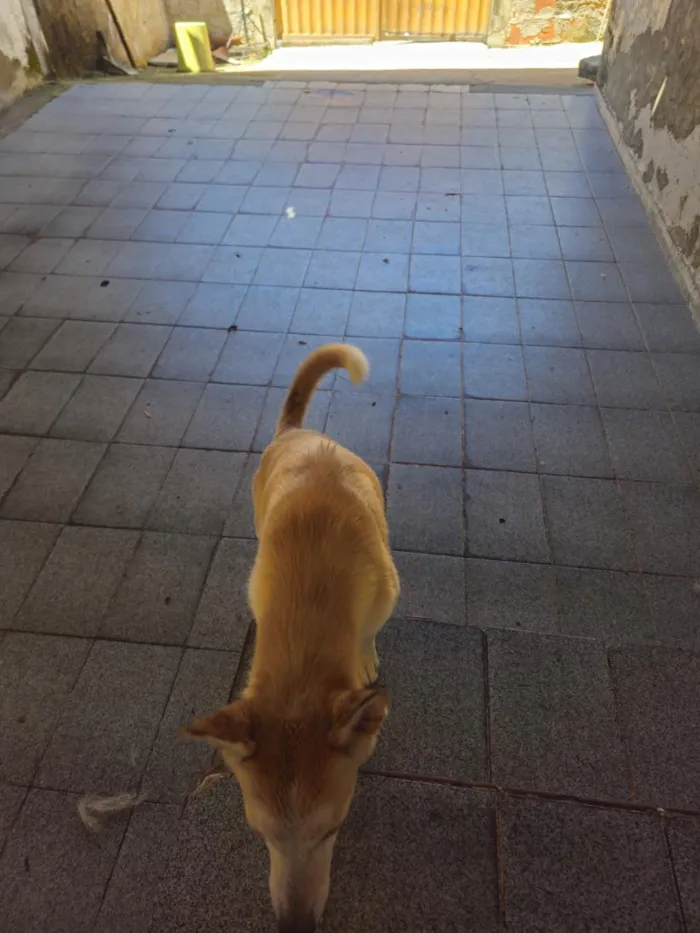 Cachorro raça husky siberiano idade 2 anos nome Pérola