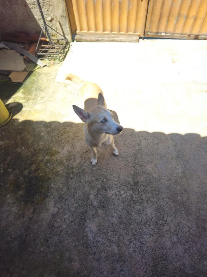 Cachorro raça husky siberiano idade 2 anos nome Pérola