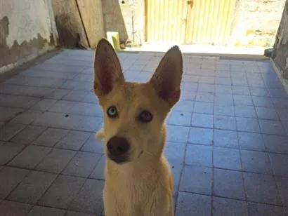 Cachorro raça husky siberiano idade 2 anos nome Pérola
