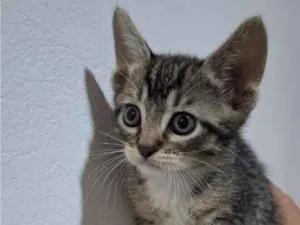 Gato raça SRD-ViraLata idade 2 a 6 meses nome Sem nome