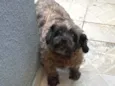 Malu