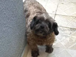 Cachorro raça SRD-ViraLata idade 3 anos nome Malu