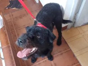 Cachorro raça SRD-ViraLata idade 7 a 11 meses nome Bob