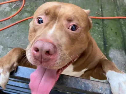 Cachorro raça Pit-Bull idade 5 anos nome Lyon