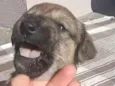 Ana