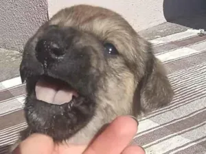 Cachorro raça SRD-ViraLata idade 2 a 6 meses nome Ana