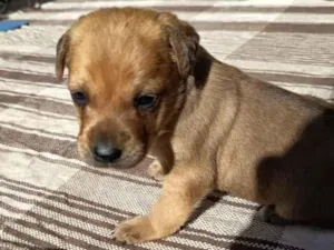 Cachorro raça SRD-ViraLata idade 2 a 6 meses nome cacau