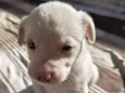 albino