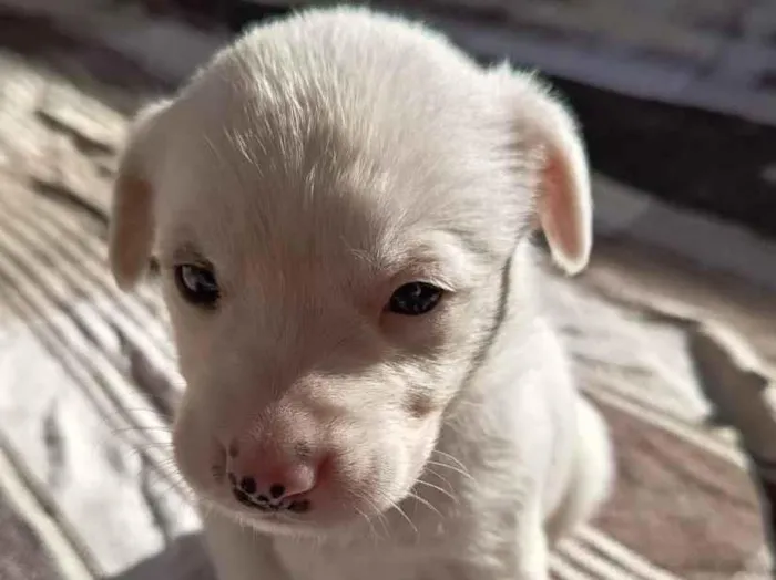 Cachorro raça SRD-ViraLata idade Abaixo de 2 meses nome albino