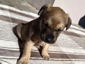 Cachorro raça SRD-ViraLata idade Abaixo de 2 meses nome lua