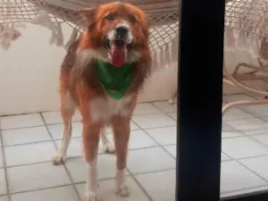 Cachorro raça SRD-ViraLata idade 7 a 11 meses nome Rex