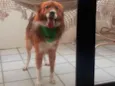Rex