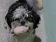 Yoshi
