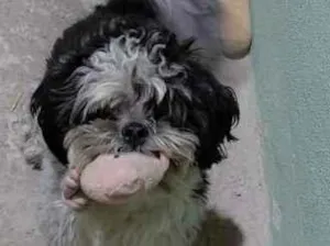 Cachorro raça Shitzu idade 2 anos nome Yoshi