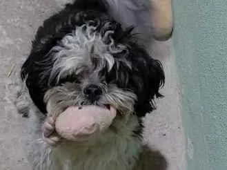Cachorro raça Shitzu idade 2 anos nome Yoshi