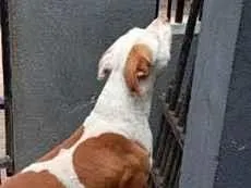 Cachorro raça Pit-Bull idade 1 ano nome Luck