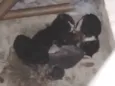 Gatinhos de rua (sem nome)