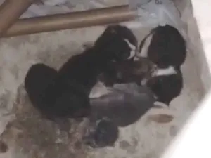 Gato raça SRD-ViraLata idade Abaixo de 2 meses nome Gatinhos de rua (sem nome)