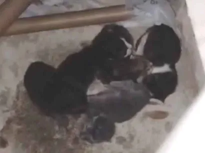 Gato raça SRD-ViraLata idade Abaixo de 2 meses nome Gatinhos de rua (sem nome)