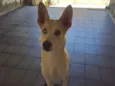 Pérola