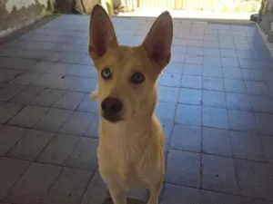 Cachorro raça husky siberiano idade 2 anos nome Pérola