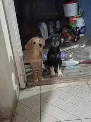 Cachorro raça SRD-ViraLata idade 2 a 6 meses nome kiara