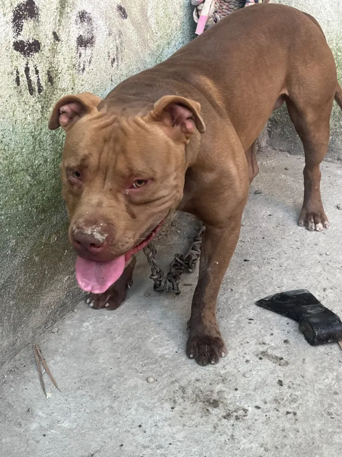 Cachorro raça Pit-Bull idade 1 ano nome Spayk