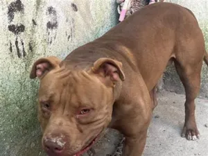 Cachorro raça Pit-Bull idade 1 ano nome Spayk