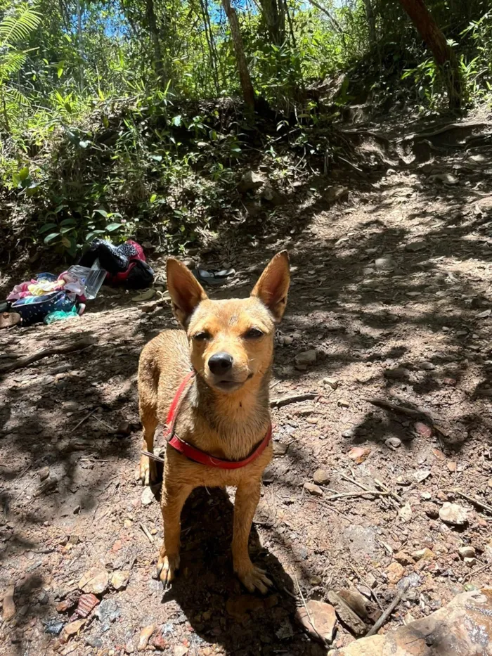 Cachorro raça SRD-ViraLata idade 5 anos nome Malú 